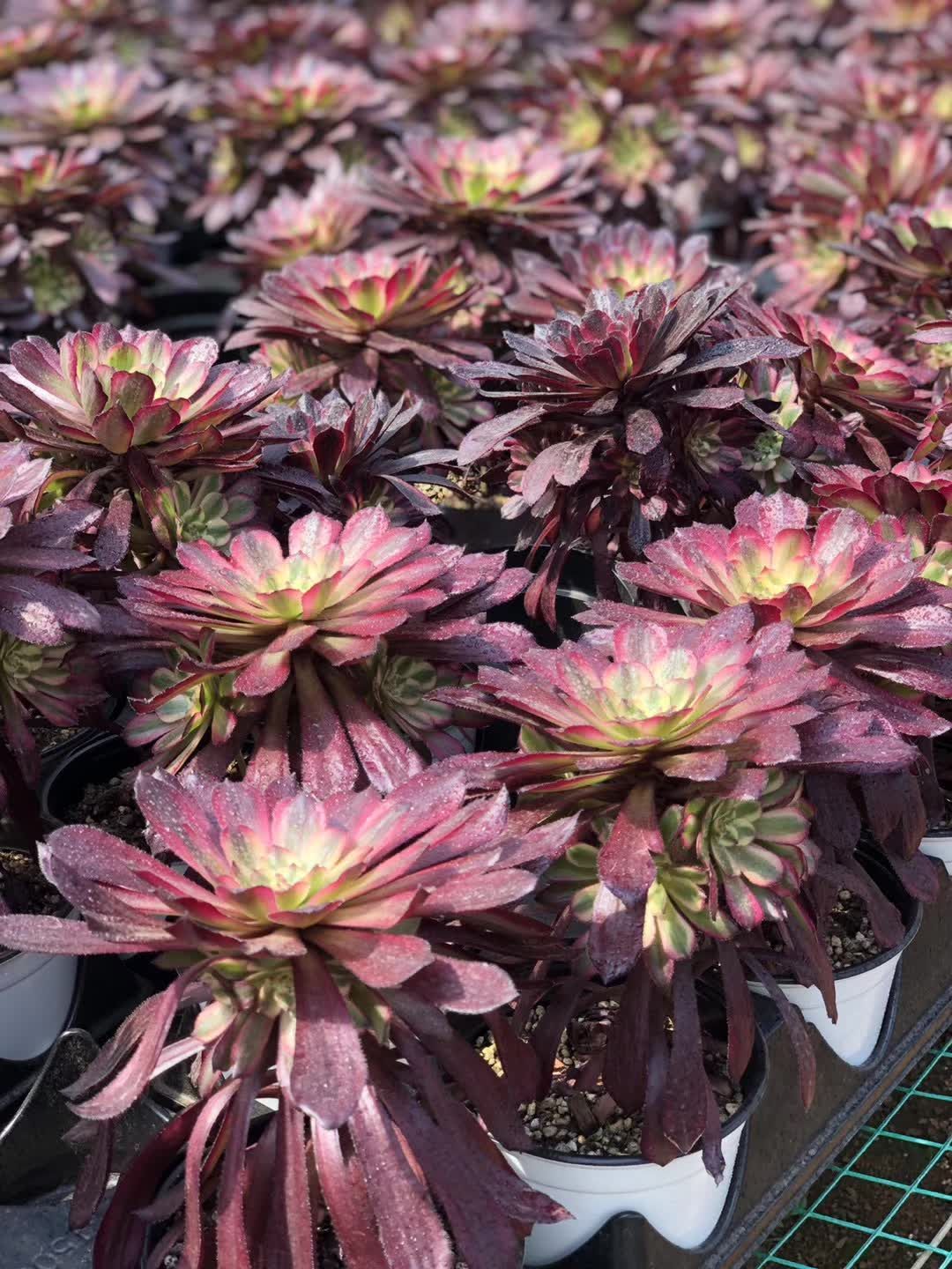 抜き苗 レッドエッジマジック錦群 MY262×20株 ふっくら 多肉植物 エケベリア サボテン 韓国苗 新入荷