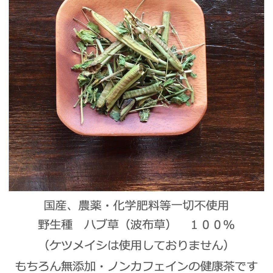 フーチバー(沖縄よもぎ)の種 無農薬 本格派ま！ - 香味・薬味野菜