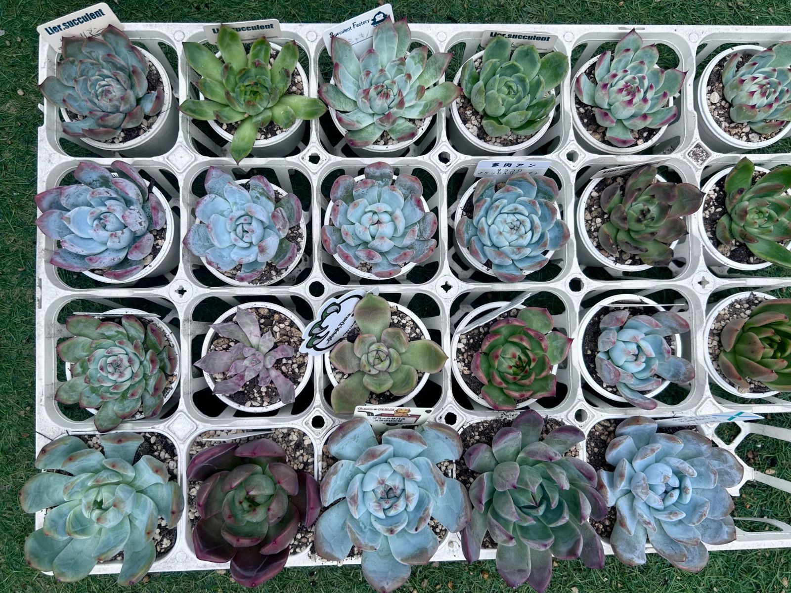 ラスト！多肉植物 葉挿しセット 増量中 42種42枚 No.40  リエール苗 ラスト！多肉植物 葉挿しセット 増量中 42種42枚 No.40 リエール苗