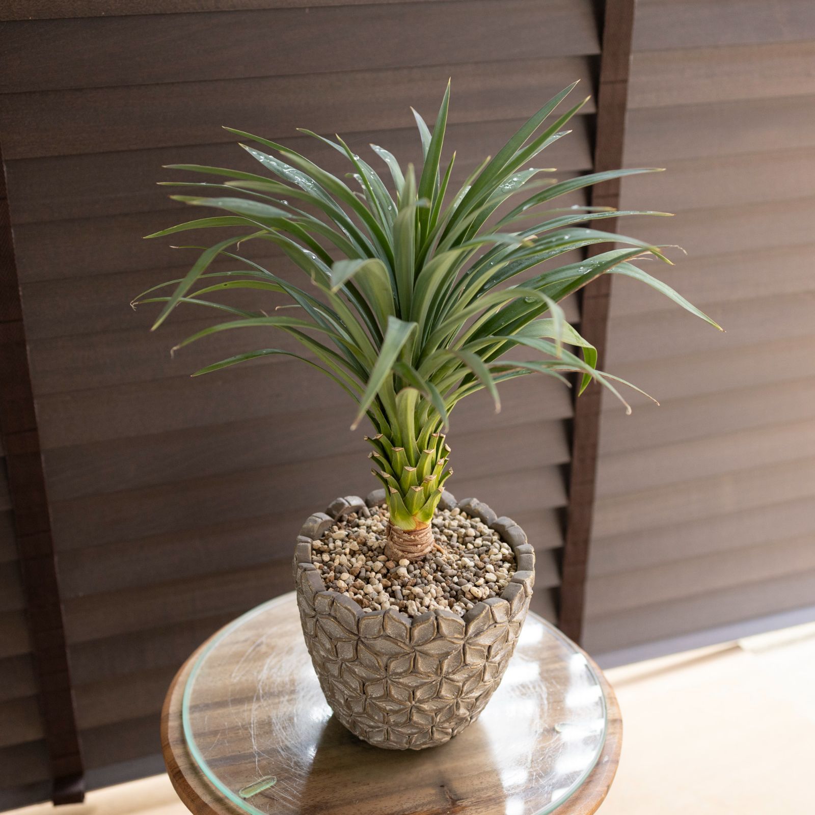 寒さに強い！ユッカ デスメティアーナ 観葉植物 6号 陶器鉢 ユッカ 
