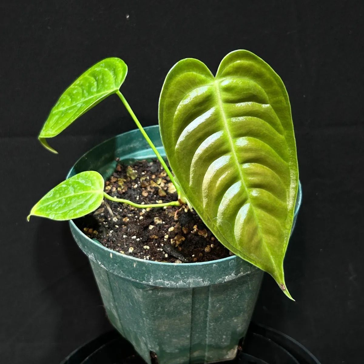 実生苗」アンスリューム ベイチー 'ナローリーフ'ANTHURIUM VEITCHII `NARROW LEAF` - メルカリ