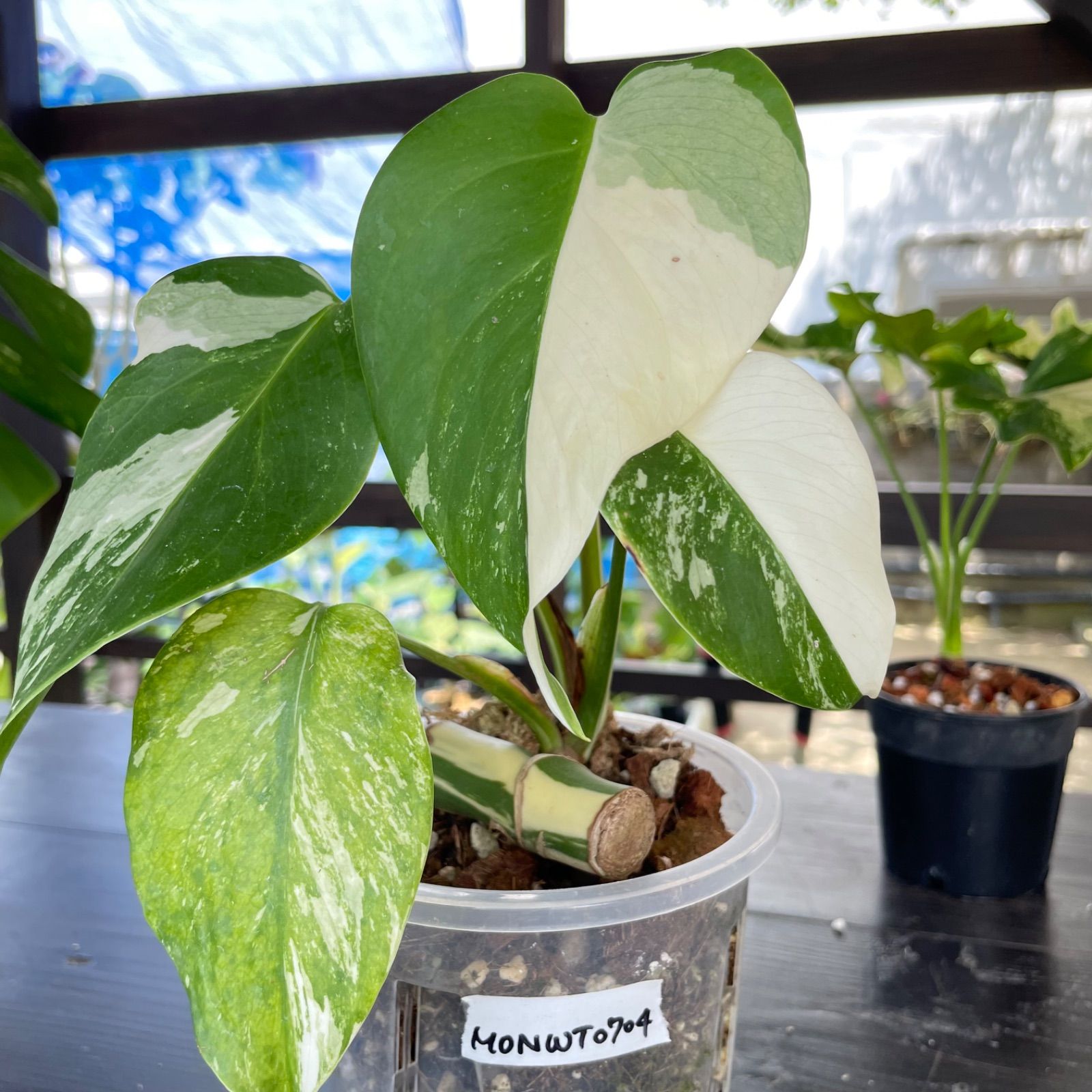 極美斑入り モンステラ ホワイトタイガー 58cm 希少 人気 観葉植物 最高級 超希少 極斑入り モンステラ ボルシギアナ ホワイト