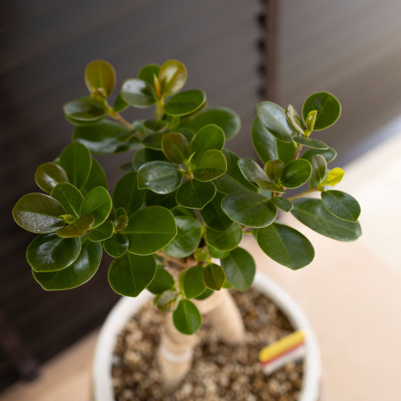 パンダガジュマル 8号 陶器鉢 観葉植物 ガジュマルの木 多幸の木 パンダガジュマル 8号 陶器鉢 観葉植物 ガジュマルの木 多幸の木
