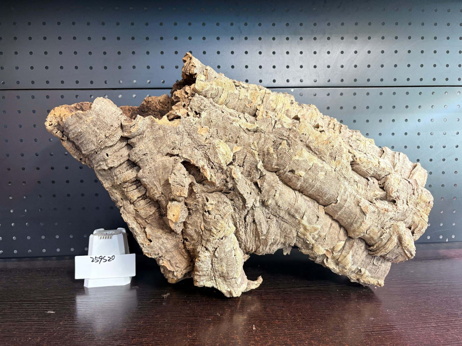 259S20 ポルトガル産 キャノンコルク コルク樹皮 コルク板 バージンコルク チランジア ビカクシダ 着生ラン 両生類 爬虫類