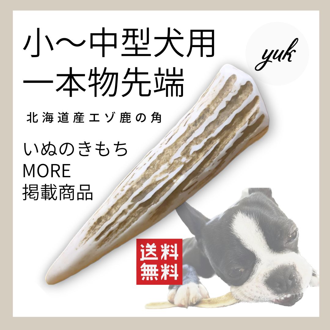 鹿 角 ツノ 鹿角 （鹿の角 鹿のツノ 鹿角 鹿ツノ 蝦夷鹿 角 犬