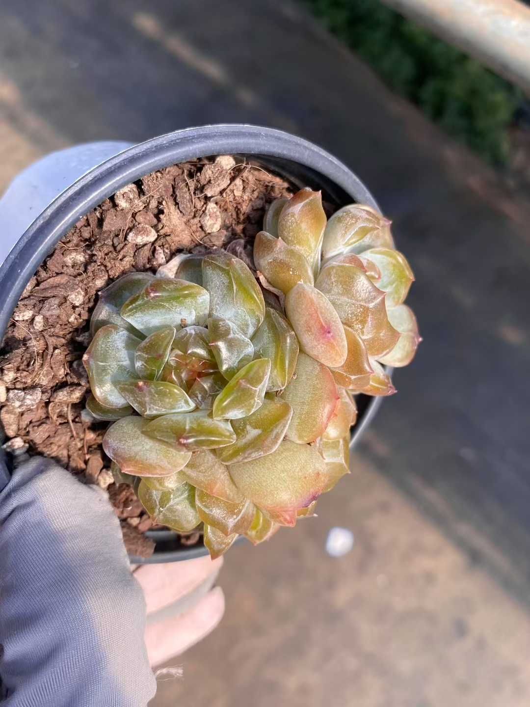 多肉植物 佐川急便発送