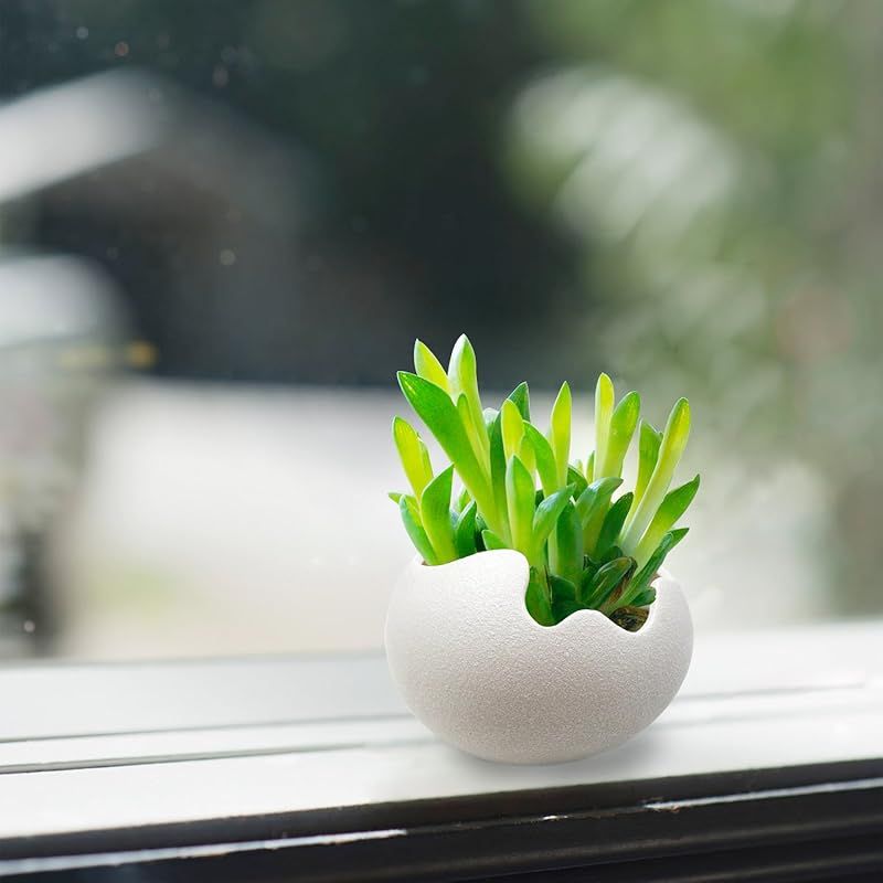 TOSSOW 植木鉢 陶器鉢 卵形 多肉植物、サボテン鉢 ハーブ プランター