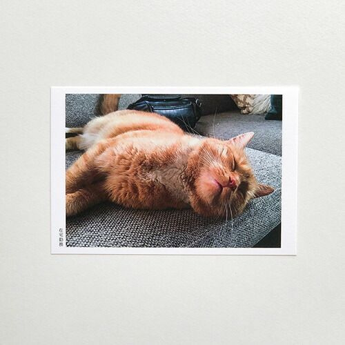 まとめ スコープ カード ポストカード ねこ 在宅勤務 04277 ×60セット
