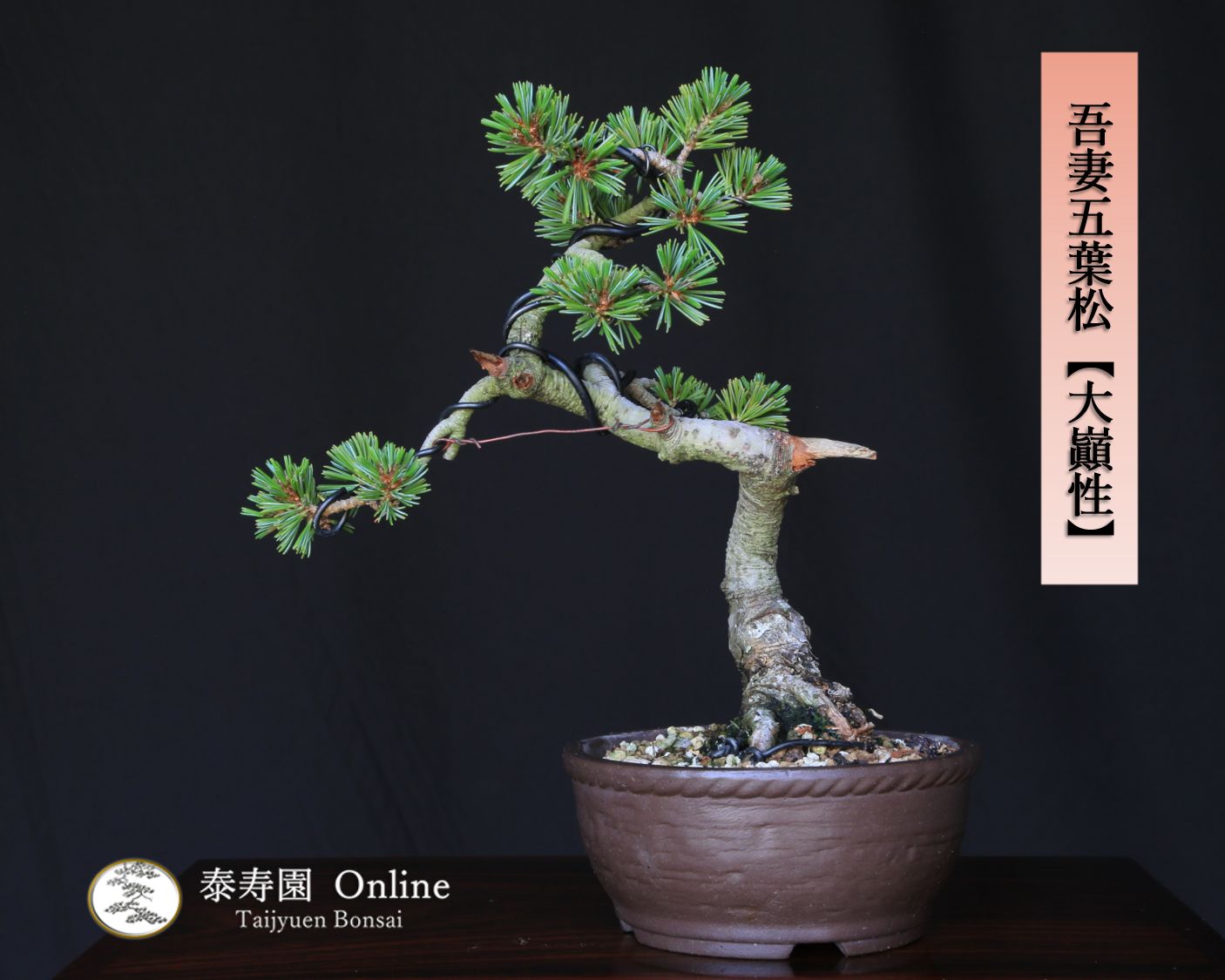 逸品！上下10㎝根上がり群雀ムレスズメ小品盆栽真柏黒松五葉松塊根