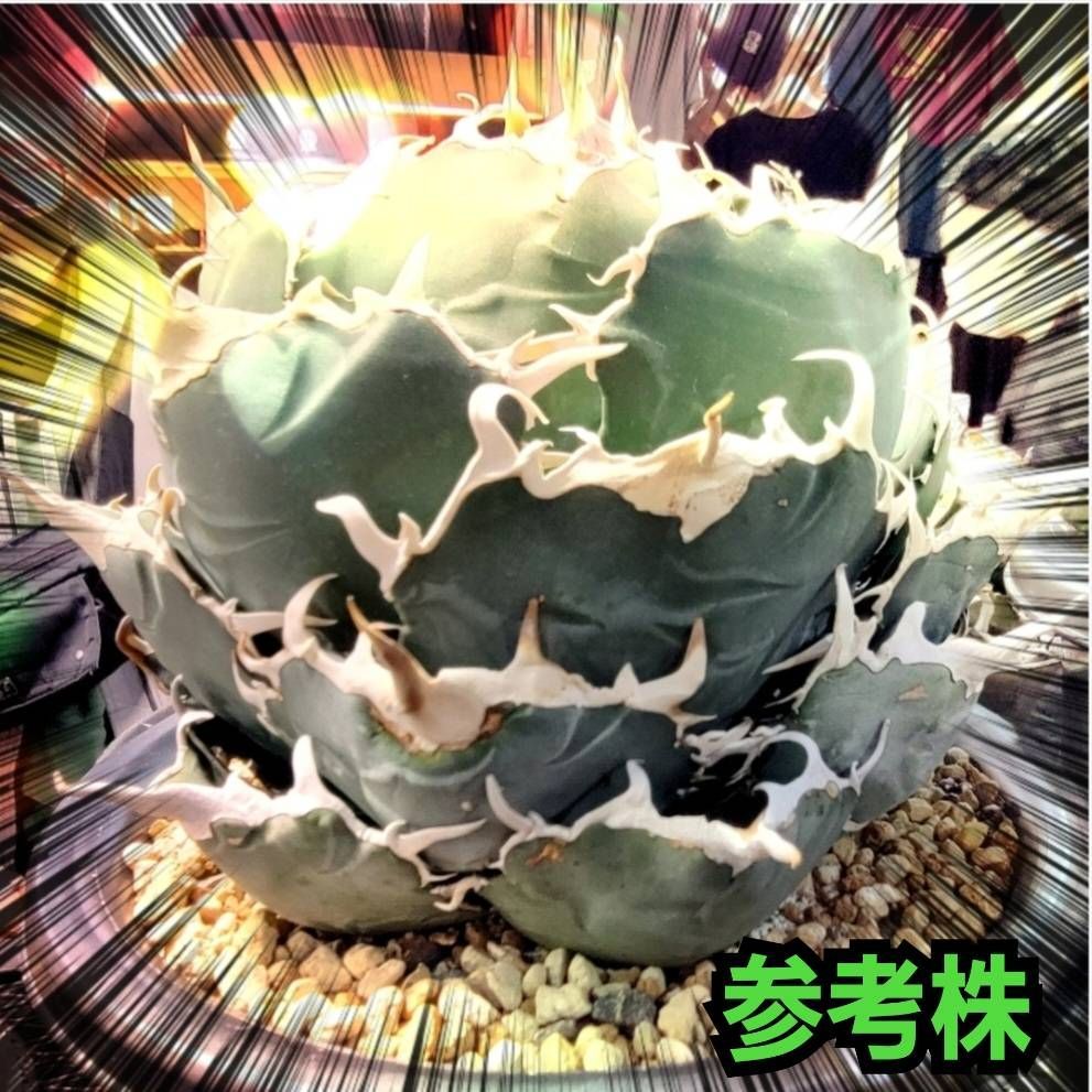 アガベ チタノタ界の人気No.1 白鯨 【厳選3株セット】 優良血統子株 肉