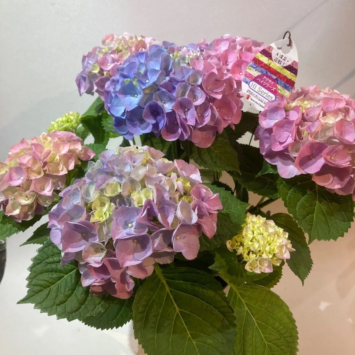 ハイドランジア ハイリバー 5号鉢