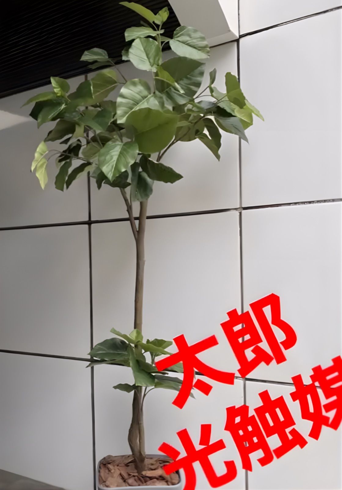 光触媒　人工観葉植物　ウォールグリーン　フェイク　フラワー　組立て式ウンベラータ 光触媒 人工観葉植物 ウォールグリーン フェイク 組立て式ウンベラータ
