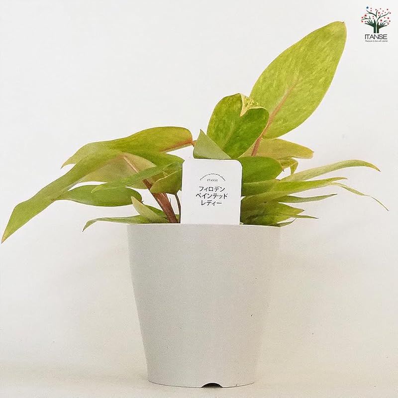 ＩＴＡＮＳＥ フィロデンドロン ペインテッドレディ 4号 3個セット 品種で選べる観葉植物 学名 Philodendron Painted Lady サトイモ科 非耐寒性常緑多年草●鮮やかな葉色と独特の模様が魅力の品種です 黄色のペンキを塗ったよ YUZUMIYA_COM