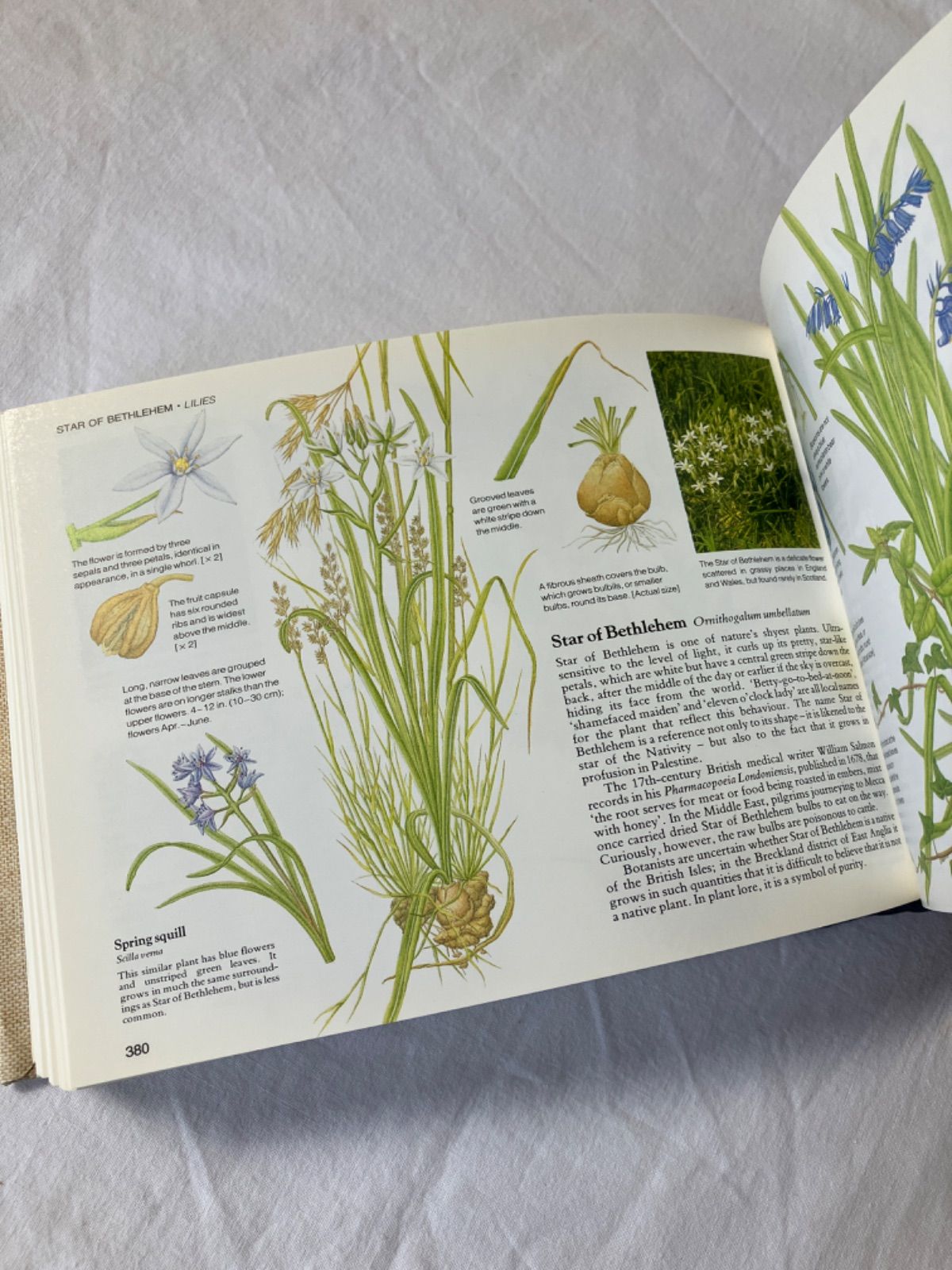 超希少 レア イギリス ヴィクトリアン アンティーク 野生植物