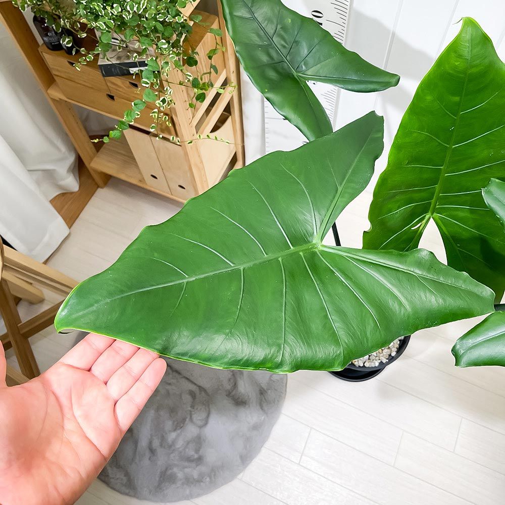 Alocasia Zebrina var. アロカシア・ゼブリナ 斑入り アロカシア・ゼブリナの茶色い斑点 : r/alocasia