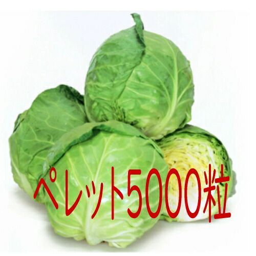 入荷次第出荷 カネコ種苗 爽月キャベツ ペレット５０００粒
