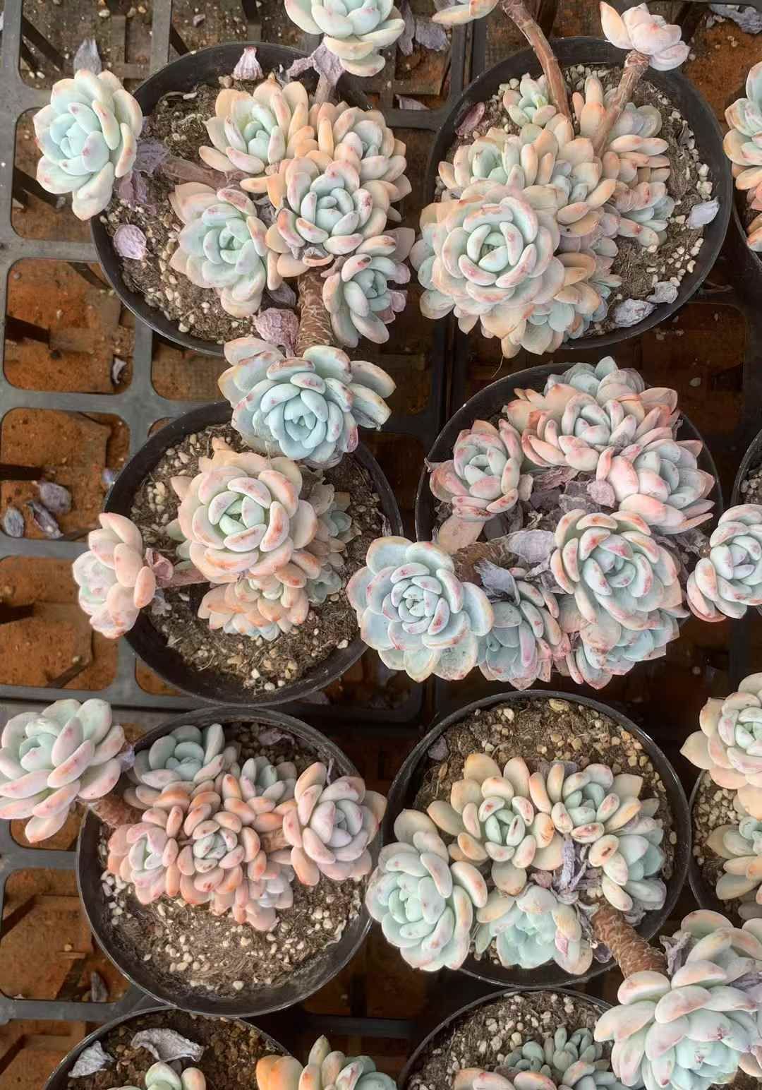 24株の抜き苗セット 冷香