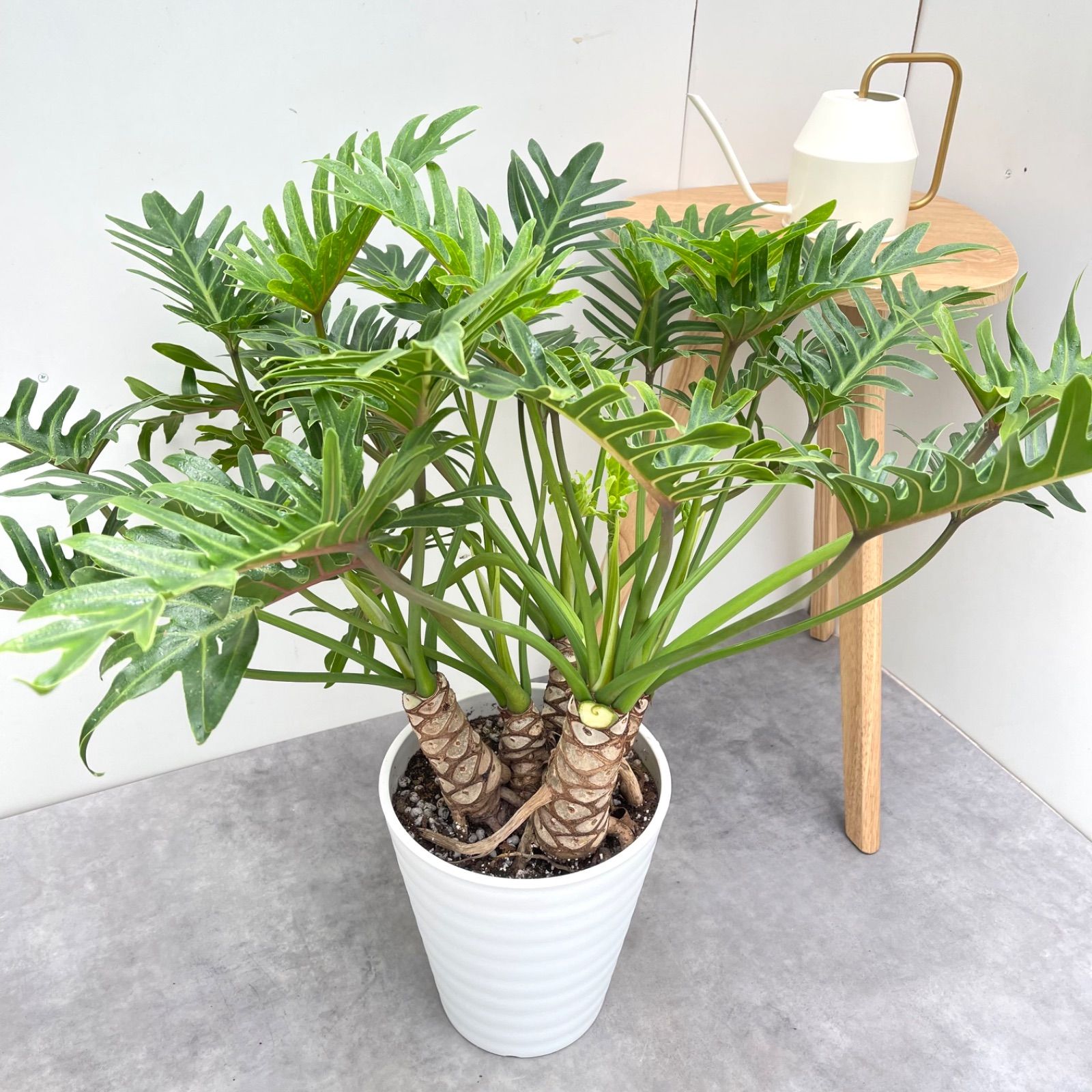 観葉植物 大型
