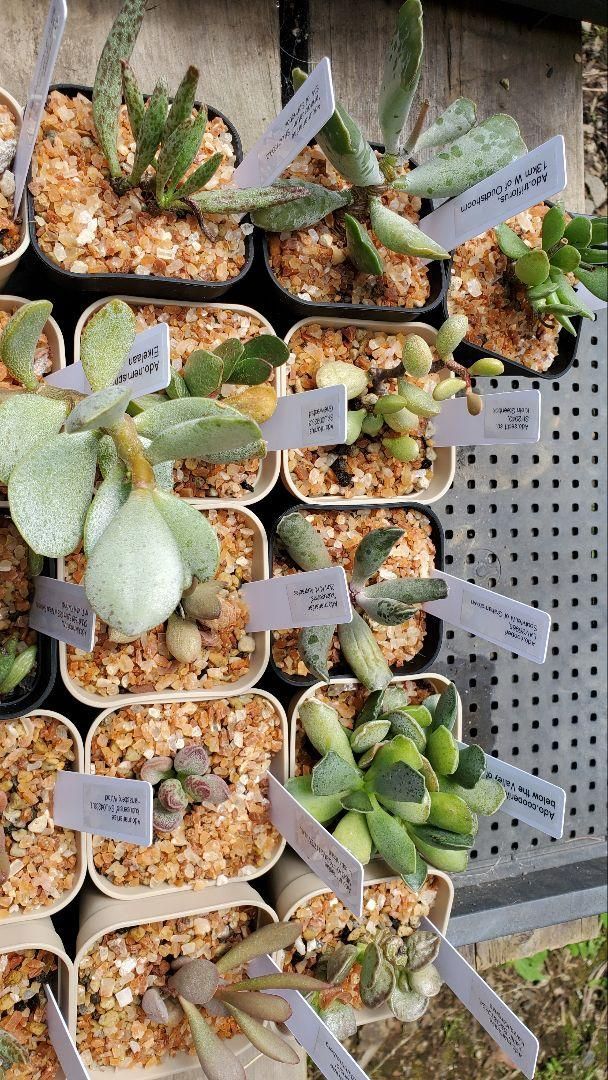 アドロミスクス 原種苗 60種類以上セット 抜き苗 WWW_GEBZETESISAT_COM_TR