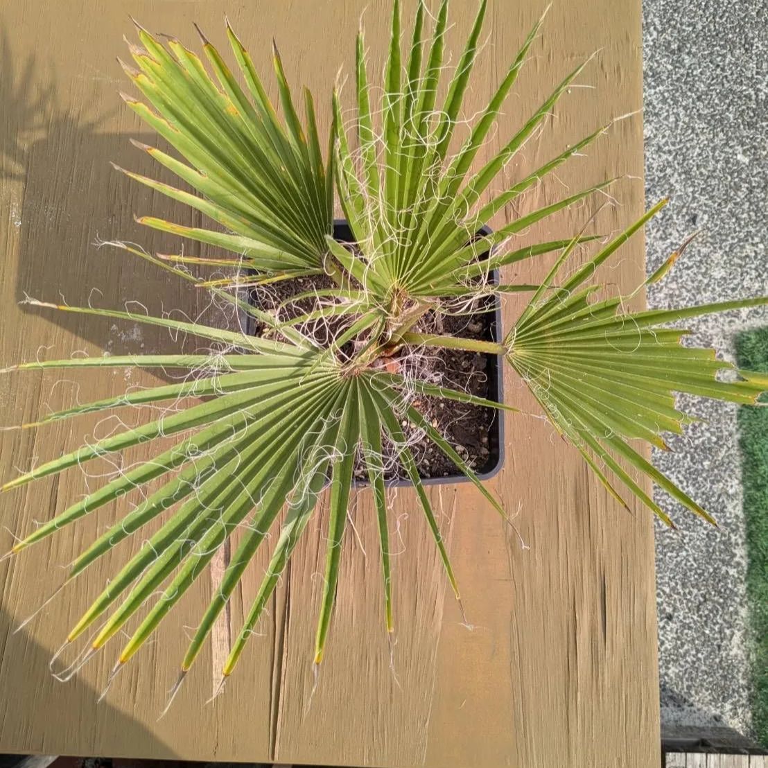 鉢ごと発送】ワシントンヤシ ワシントニアフィリフェラ