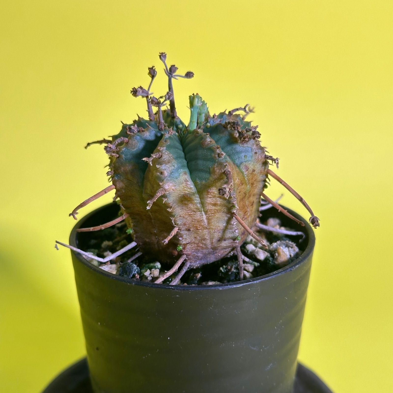 ブラックバリダ×スーパーバリダ　親株　③ ブラックバリダ×スーパーバリダ 親株 ③ スーパーバリダ ゼブラ