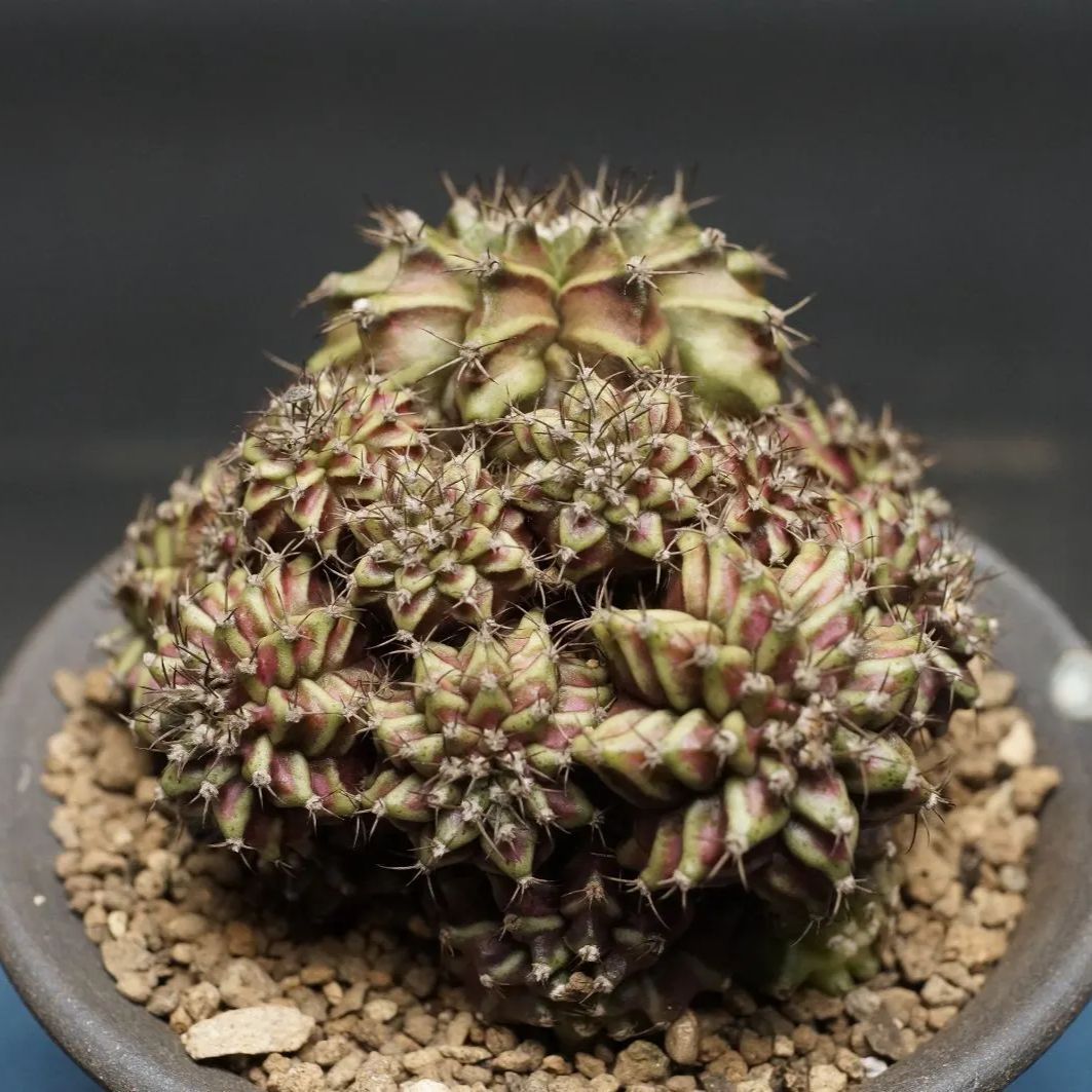 Gymnocalycium