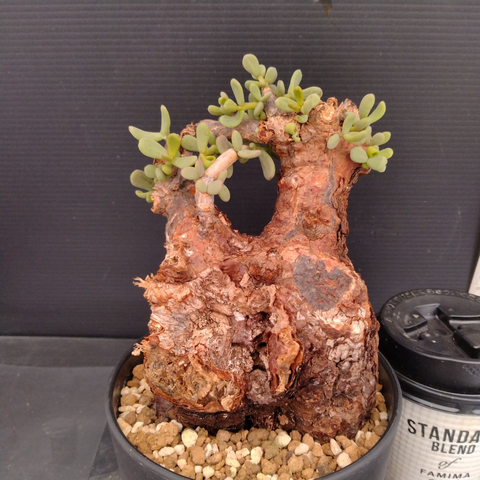 M165【自社養生株】ケラリア ピグマエア（現地球・発根株