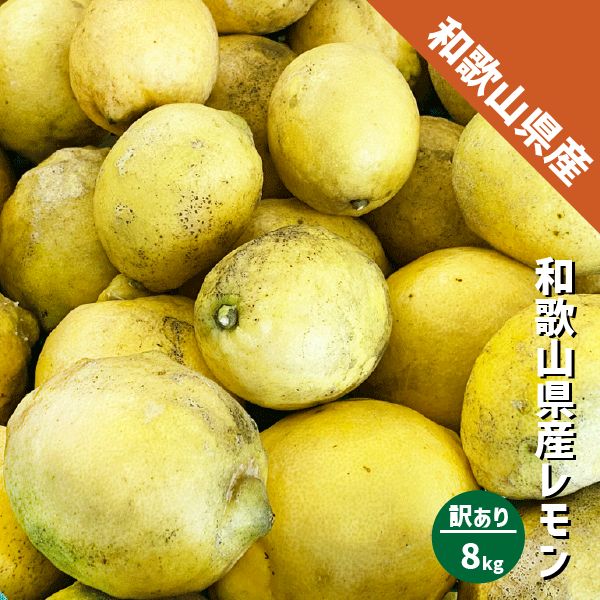 和歌山県産 減農薬 レモン 黄色 約8kg 国産レモン 防腐剤・ワックス不使用 訳あり 紀の川市 数量限定