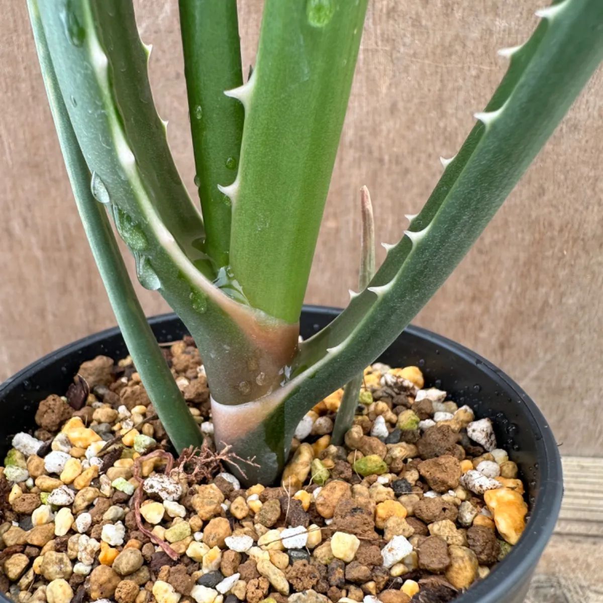 アロエ バーベラエ ② Aloe barberae キジカクシ科 ツルボラン亜科 