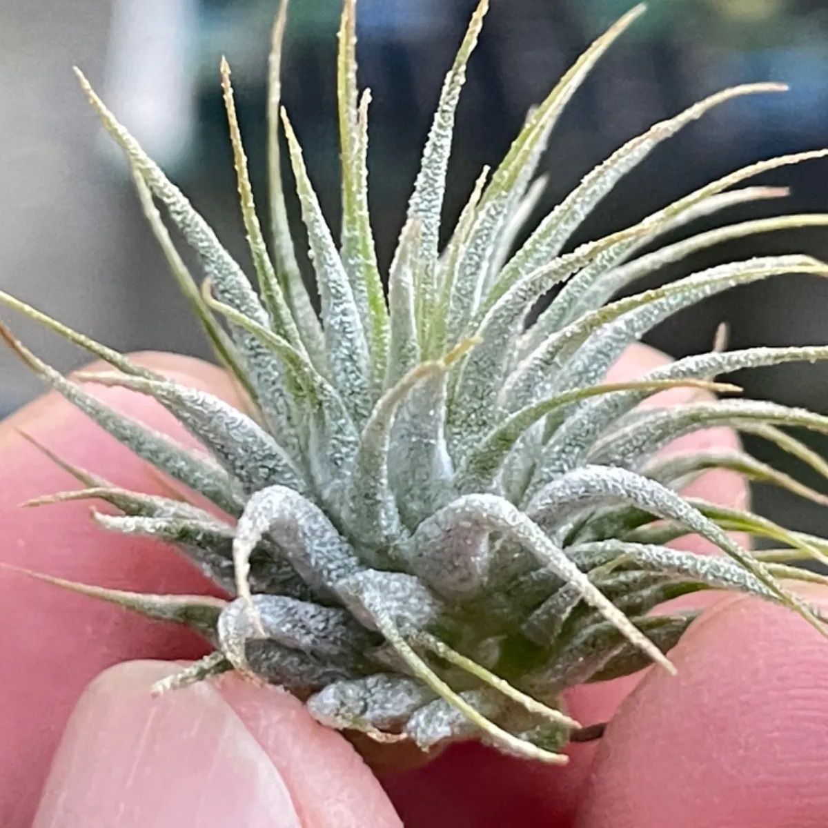 チランジア イオナンタ ピーナッツ Tilla.ionantha Peanut - メルカリ