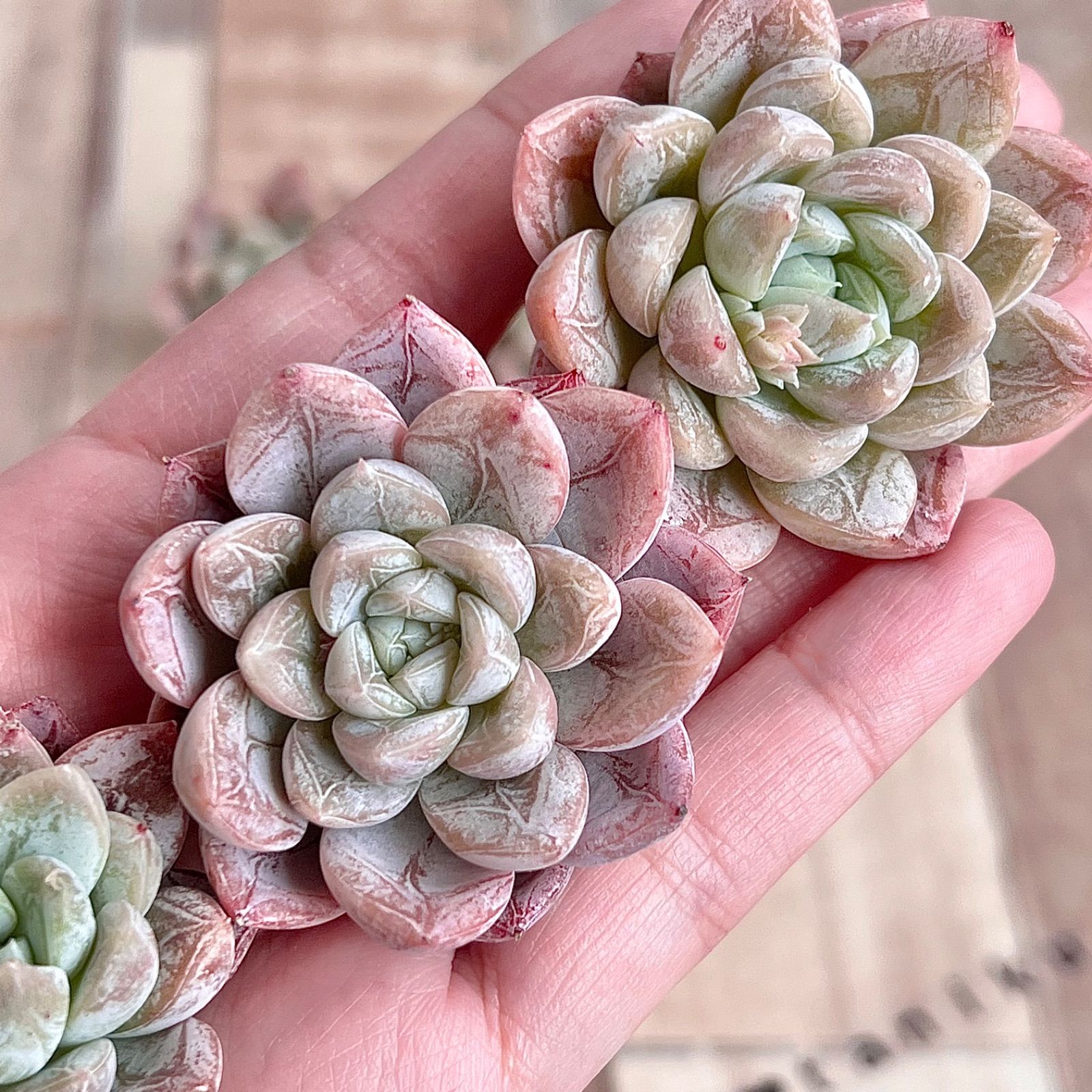 するまでに 多肉植物 エルサ 『チャンフィ苗』 韓国苗 『B type』の