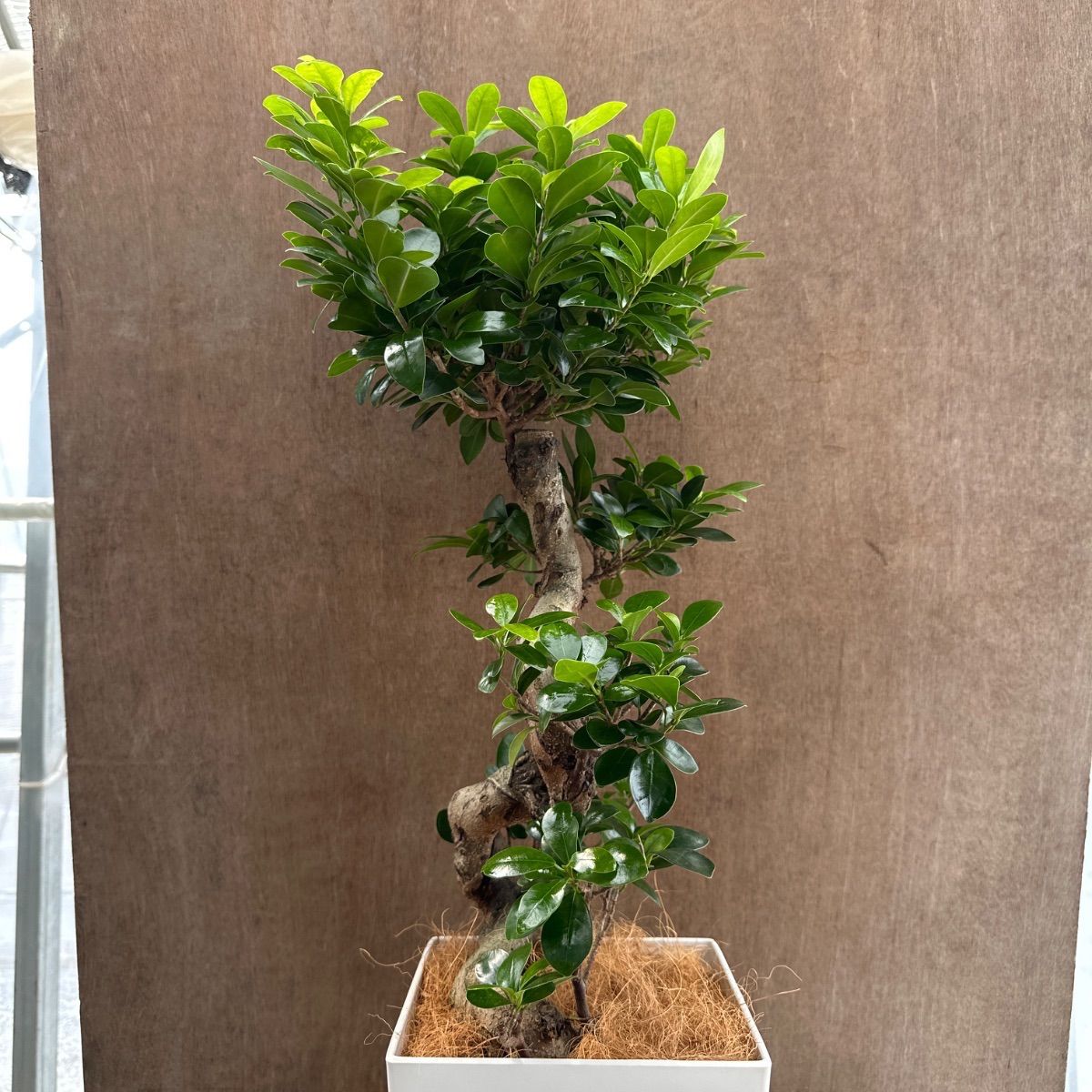 ガジュマル　太幹　フィカス　植物　インテリア ガジュマル 太幹 フィカス 植物 インテリア