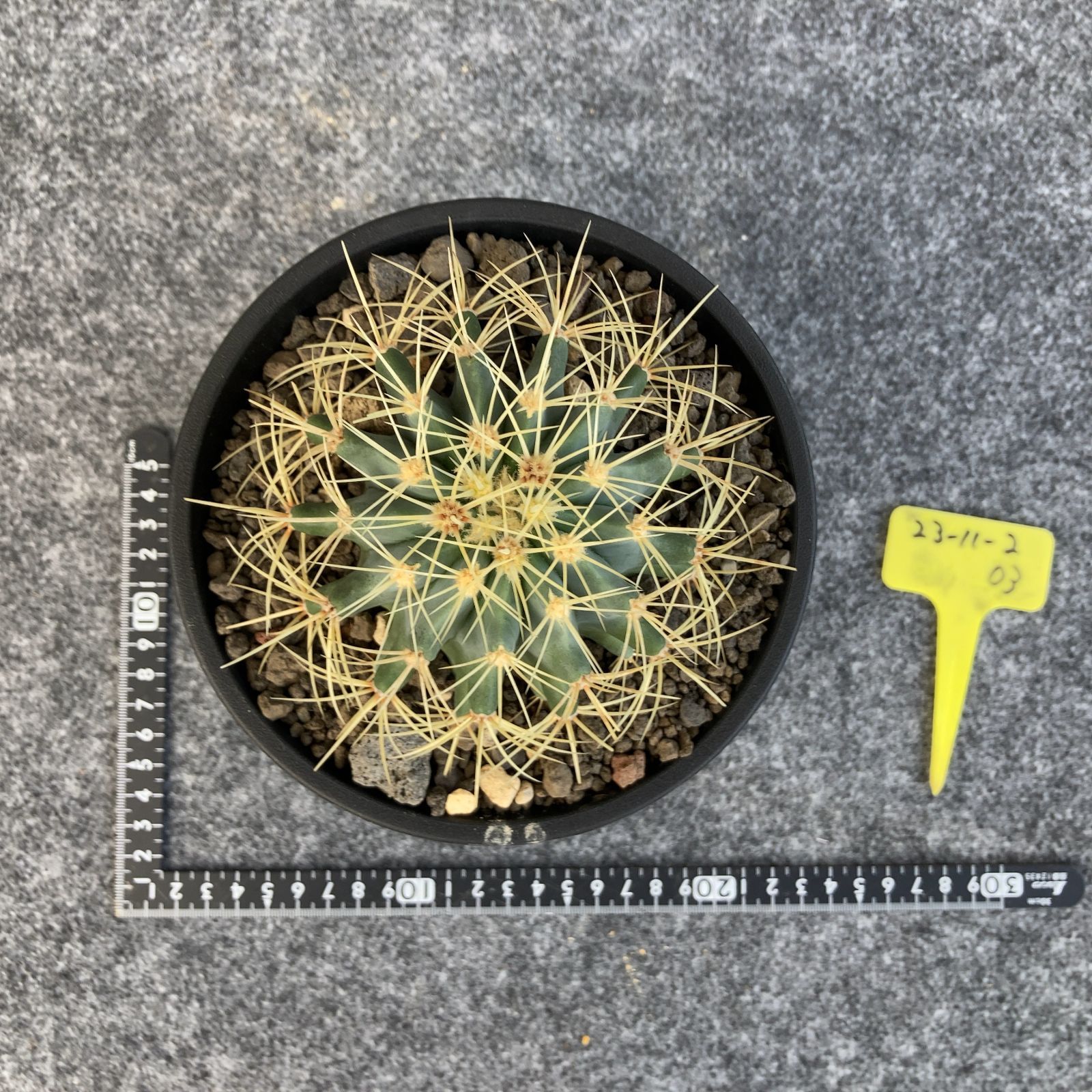 鉢ごと発送】サボテン 王冠竜(おうかんりゅう) Ferocactus