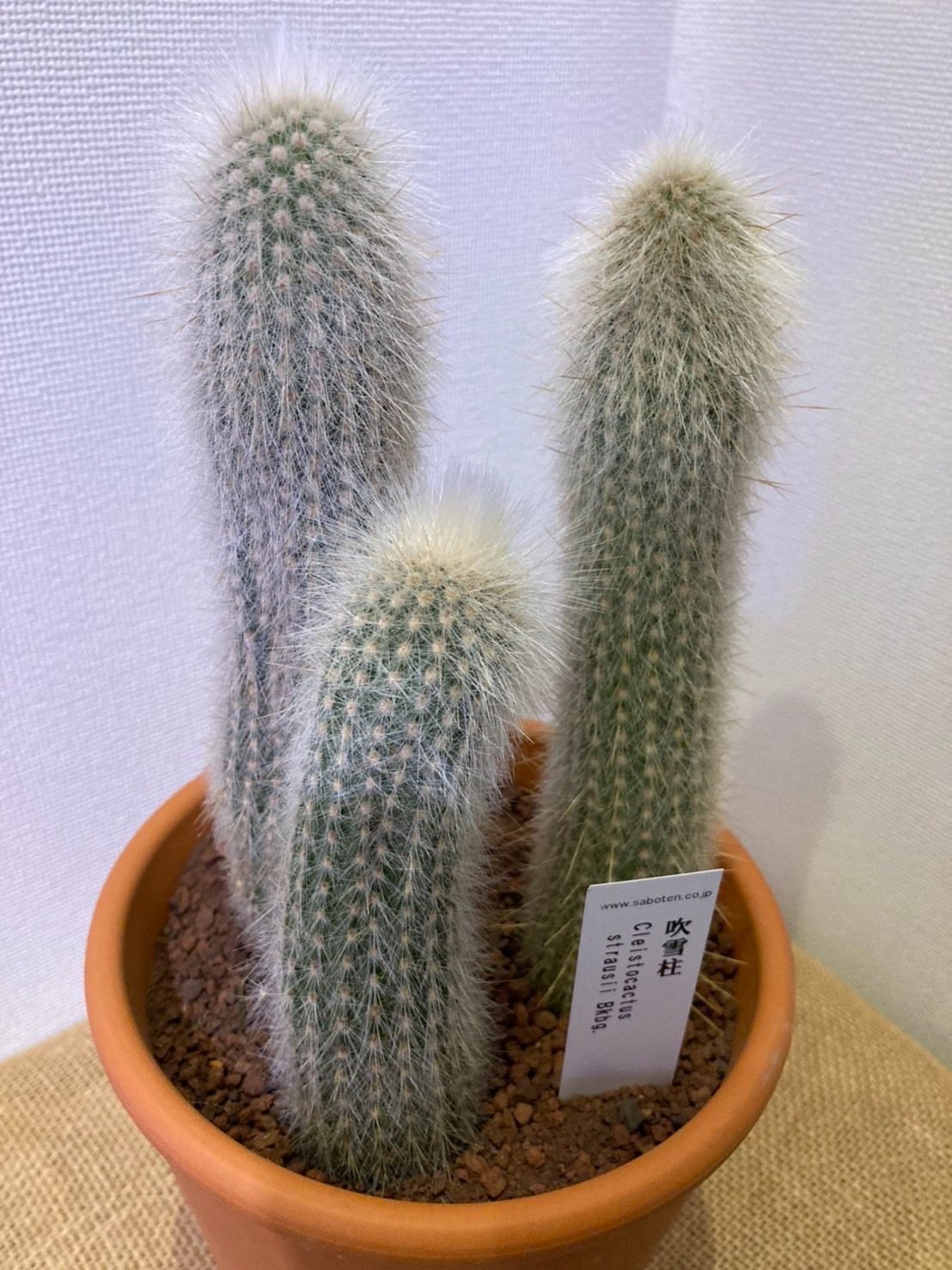 クレイストカクタス 吹雪柱（Cleistocactus strausii)の種子 - 通販