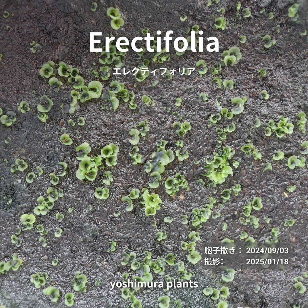 エレファントティス 【メルカリ便】 ビカクシダ 胞子培養株 e003 エレファントティス 【メルカリ便】 ビカクシダ 胞子培養株 e003 2025