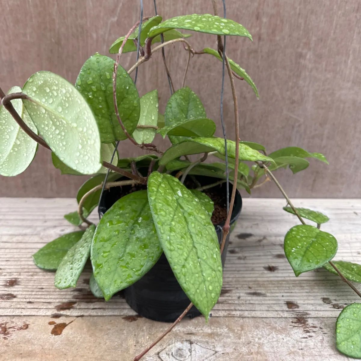 ホヤ フンギー① サクララン 桜蘭 3号 Hoya fungii ホヤ フンギー Hoya