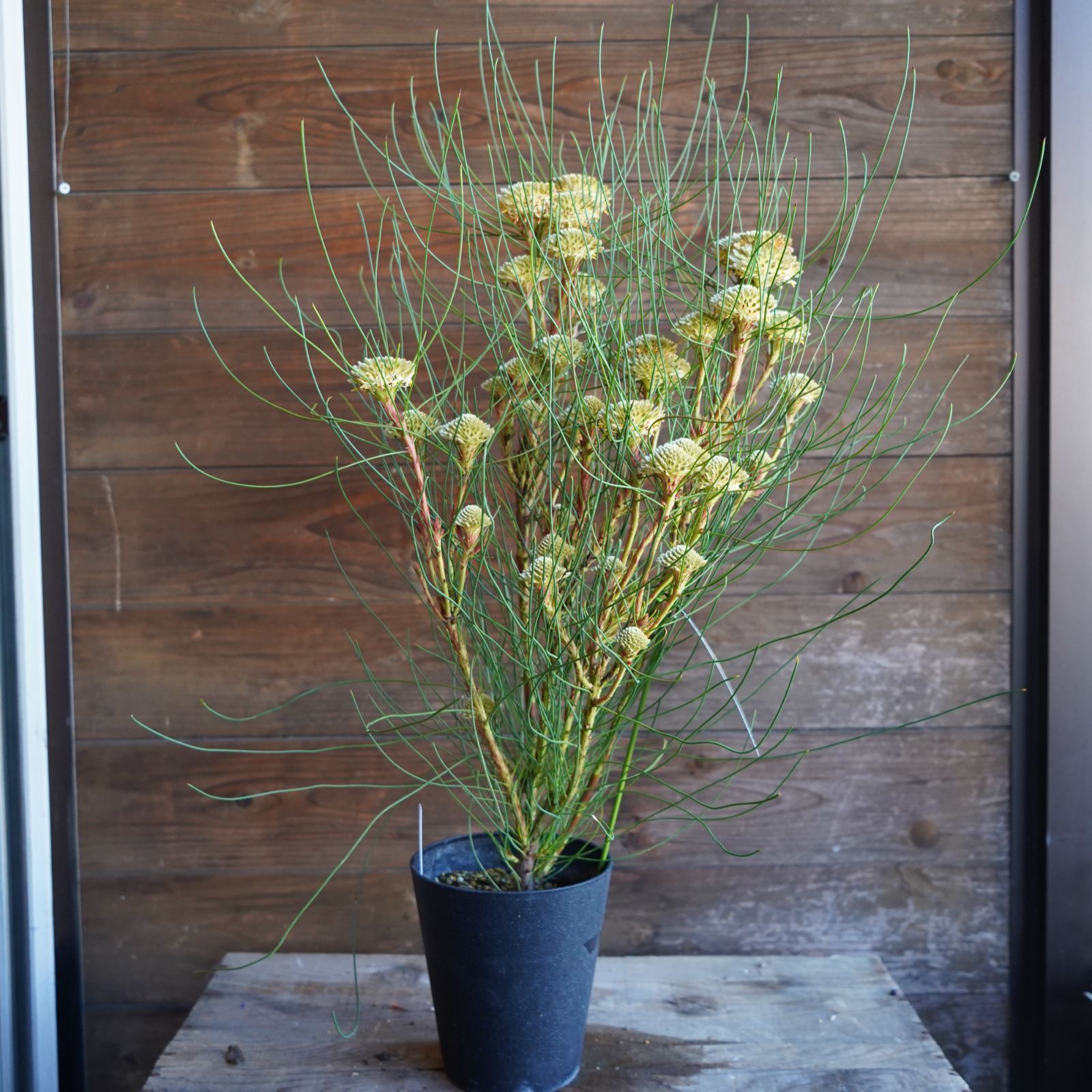 ペトロフィル ”エリシフォリア” B オージープランツ 現物発送 - メルカリ