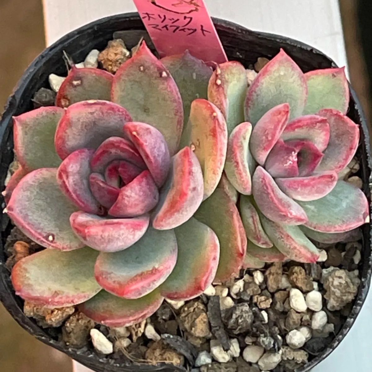 多肉植物♡ホリックマイフィット❤︎抜き苗(根付き) - メルカリ