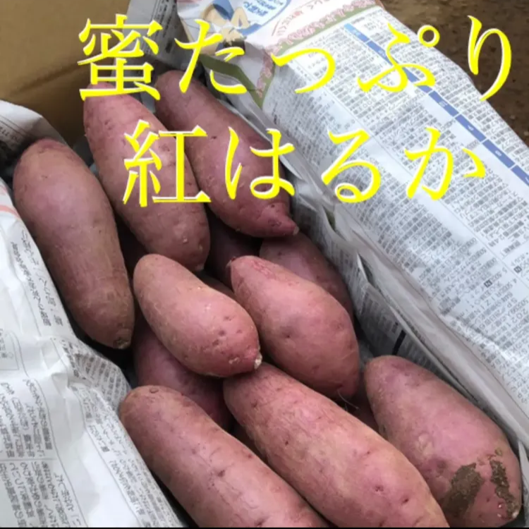 完成品 《農家直送》蜜たっぷり熟成！ 紅はるか さつまいも 3kg S〜L