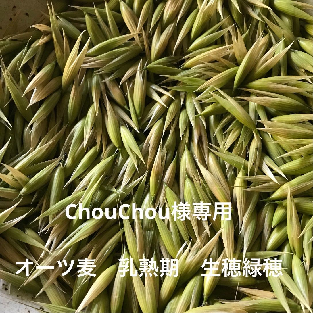 Chou Chou様専用 オーツ麦 えん麦 生穂緑穂冷凍   自然農お野菜