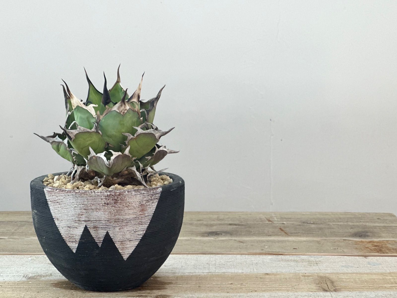 アガベ 笹の雪 サンキング 大株 美発色株 龍園觀】No.251 特選 アガベ