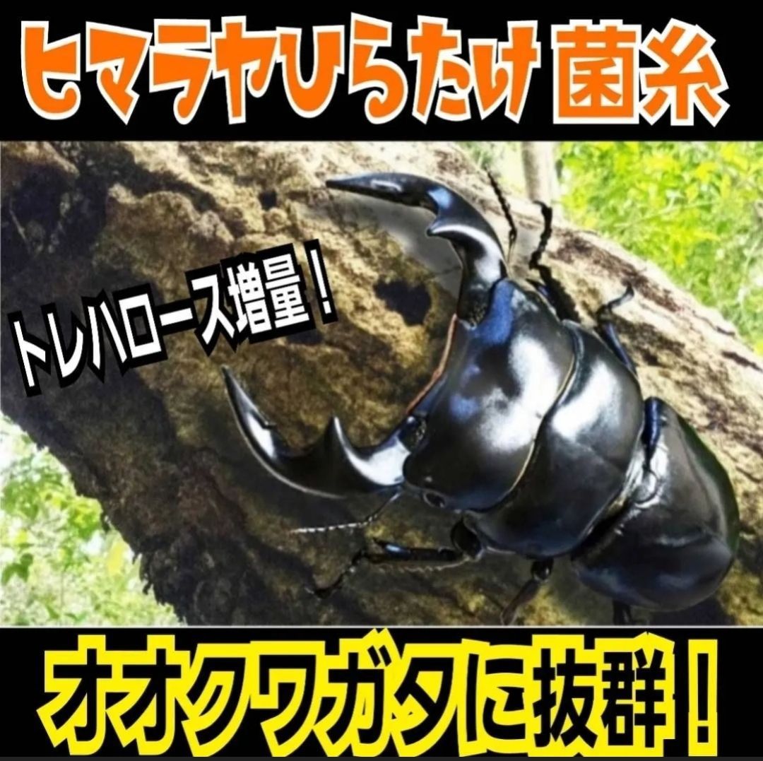 極上！ヒマラヤひらたけ菌糸瓶 特大1500ml 【5本セット】トレハロース