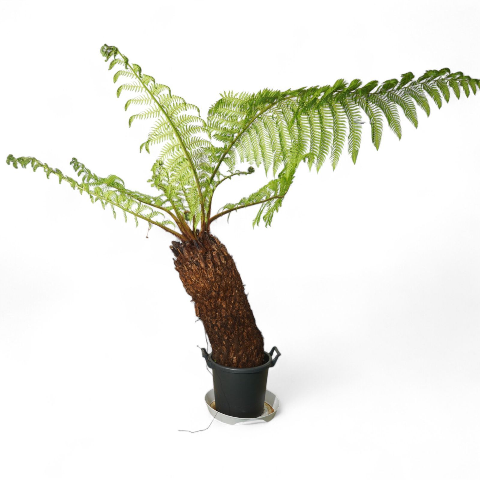 Dicksonia antarctica ディクソニア アンタルクティカ 9 木性シダ 全高119cm 胴囲97cm
