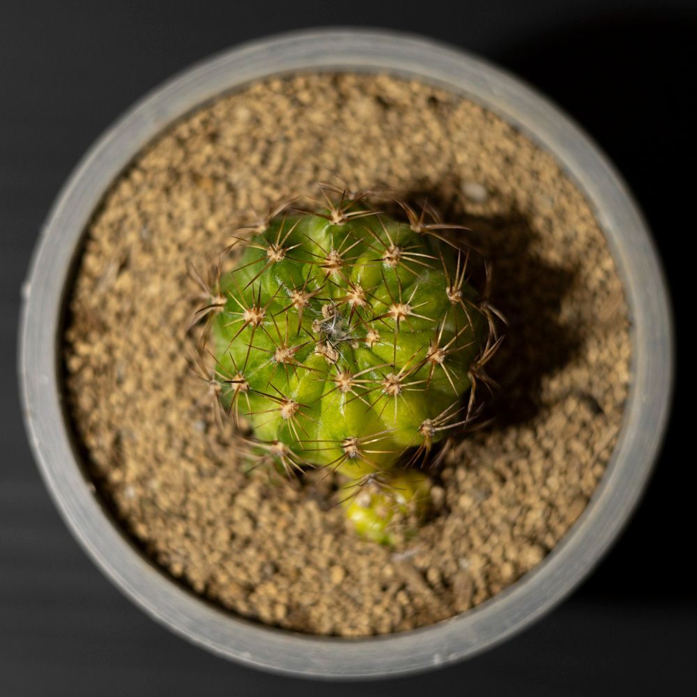 エキノプシス 花嵐錦 サボテン Echinopsis 珍奇植物 斑入り 多肉植物