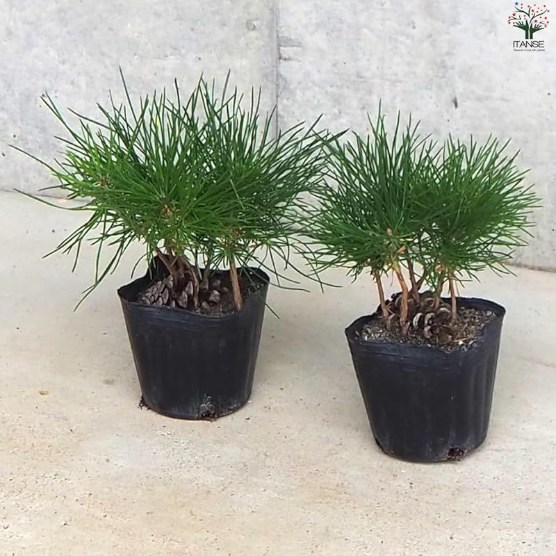 8個セット 品種で選べる盆栽