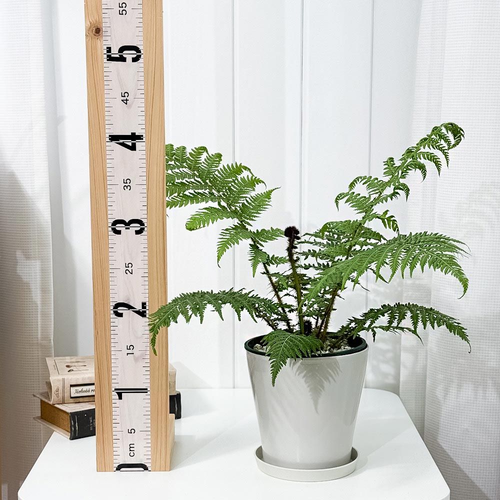 PLANCHU 観葉植物 ヘゴ クーペリー 5号鉢 受け皿付き 育て方説明書付き 