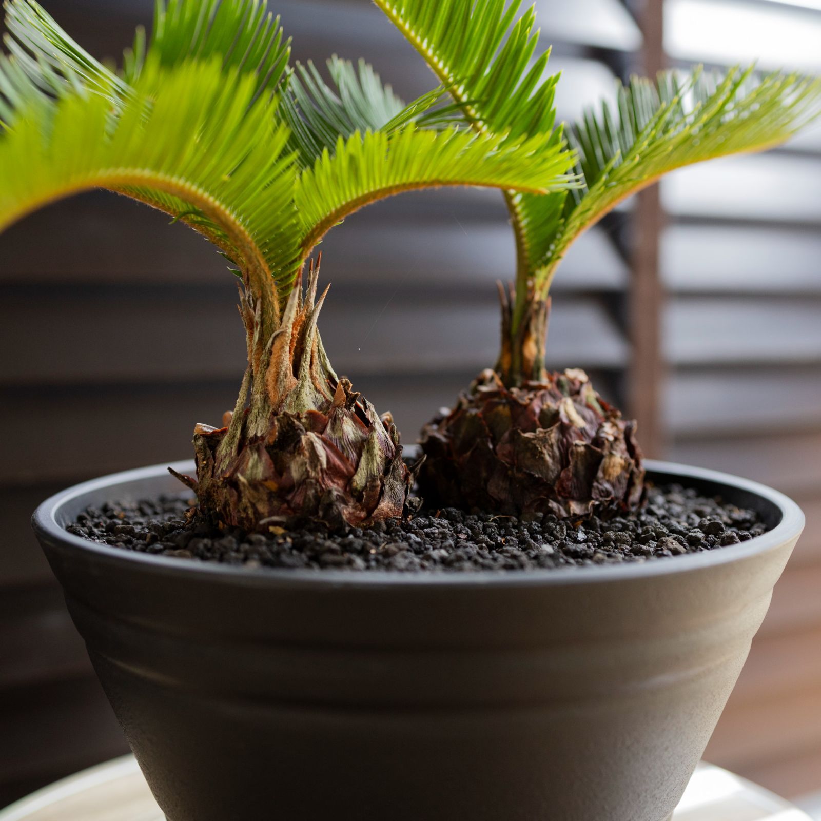 ソテツ 2株 寄せ植え 蘇鉄 ヤシの木 ドライガーデン ロックガーデン