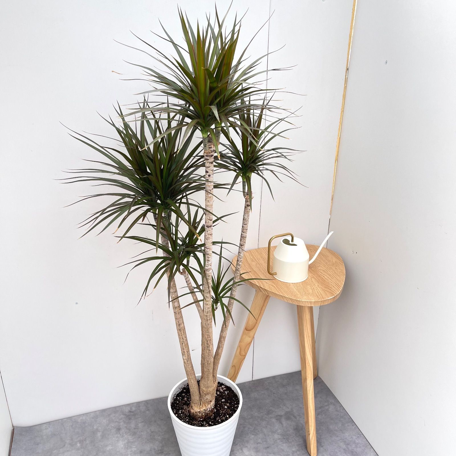 ドラセナ コンシンネ マジェンタ 1 現品 観葉植物 室内 大型
