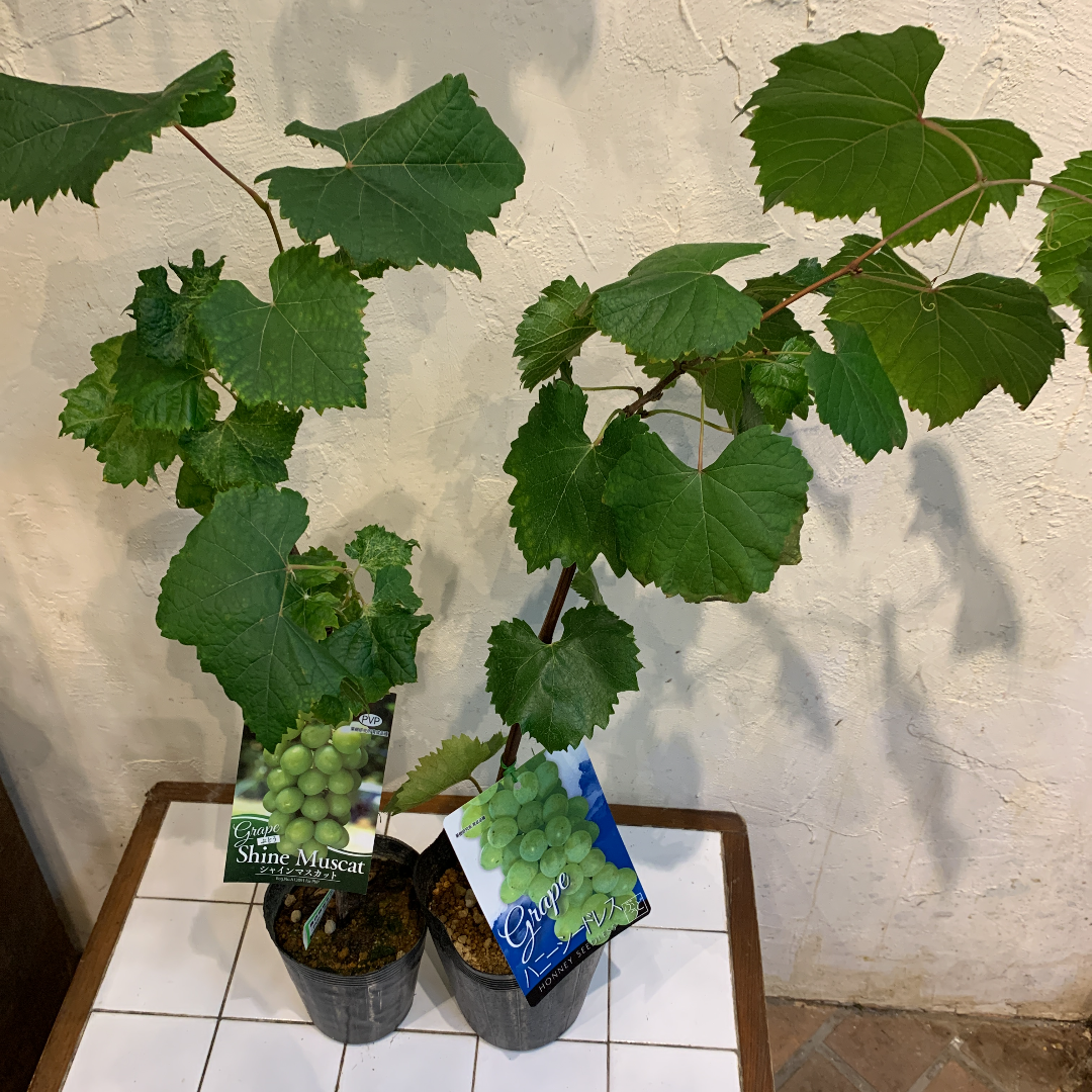 とうふ苗木 51as9DOEHeL._UF350,350_QL50_.jpg