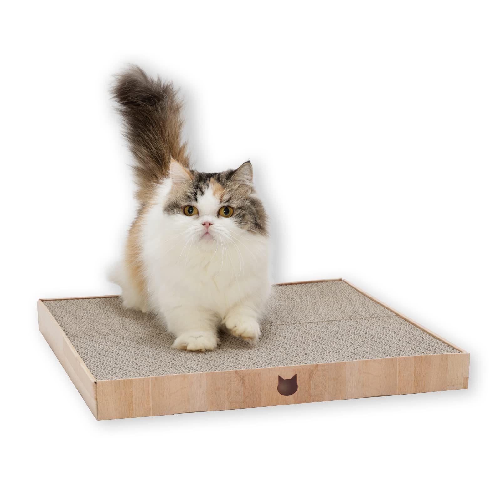 SHINee WORLD Ⅳ グロパ 限定 トレカ ジョンヒョン